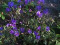 vignette Rhododendron Blue Tit au 17 04 10