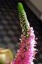 vignette Scrophulariaceae - Vronique en pi - Veronica spicata