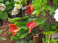 vignette anthurium bicolore