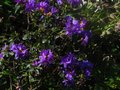vignette Rhododendron Blue Tit au 18 04 10