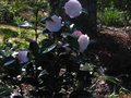 vignette Camellia japonica Dsire toujours aussi majestueux au 18 04 10