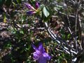 vignette Rhododendron Augustinii St Tudy au 18 04 10