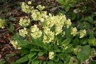 vignette Primula elatior ssp. elatior