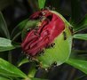 vignette Paeonia lactiflora - Pivoine herbacée 'Coral fay'