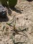 vignette Yucca flaccida var cherokee