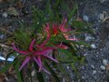vignette Rhododendron macrosepalum linearifolium au 18 04 10