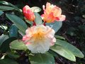 vignette Rhododendron Invitation autre vue au 18 04 10