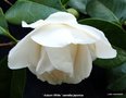 vignette Camlia ' AUBURN WHITE ' camellia japonica
