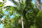 vignette palmier Euterpe edulis manchon et couronne