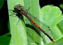 vignette La Petite Nymphe au Corps de Feu ( Pyrrhosoma nymphula ) ♀