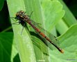 vignette La Petite Nymphe au Corps de Feu ( Pyrrhosoma nymphula ) ♀