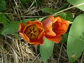 vignette Tulipe orange 19 4 2010 Ndc