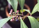 vignette Ardisia polycephala