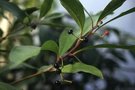 vignette Ardisia polycephala