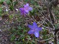 vignette Rhododendron Augustinii St Tudy au 19 04 10