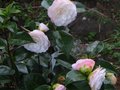vignette Camellia japonica Desire toujours magnifique au 19 04 10