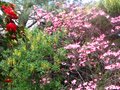 vignette Cornus Florida cherokee chief, camellia Grand prix et leburnum vossii au 19 04 10