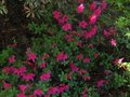 vignette Azalea japonica grande fleur rose au 20 04 10