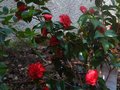vignette Camellia japonica Tom Knudsen au 20 04 10