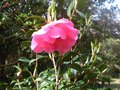 vignette Camellia williamsii Mary Phoebe Taylor dernire fleur au 20 04 10