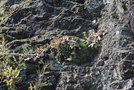 vignette Opuntia humifusa (Sceautres, Ardche, Rhne-Alpes)