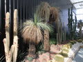 vignette Xanthorrhoea, cactus...