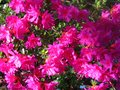 vignette Azalea japonica fleurs rose mauve au 21 04 10