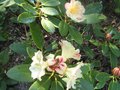 vignette Rhododendron Invitation autre vue au 21 04 10
