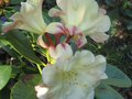vignette Rhododendron Invitation gros plan au 21 04 10