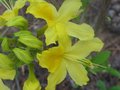vignette Rhododendron Luteum trs parfum au 21 04 10