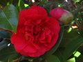 vignette Camellia japonica Kramer's suprme toujours trs beau au 21 04 10