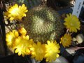 vignette Rebutia marsoneri