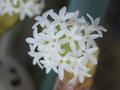 vignette Crassula pyramidalis