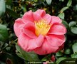 vignette Camlia ' GLOIRE DE NANTES ' camellia japonica