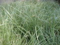 vignette Carex ''Frosted Curis''