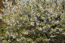 vignette Prunus avium 'Hedelfingen'