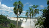 vignette Palmiers Syagrus Iguazu
