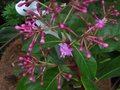 vignette Fuchsia paniculata au 22 04 10