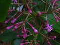 vignette Fuchsia paniculata autre vue au 22 04 10