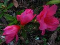 vignette Azalea japonica grandes fleurs roses vif au 22 04 10
