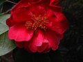 vignette Camellia reticulata Dr Clifford's park au 22 04 10