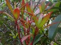 vignette Rhododendron Lutescens nouvelles pousses au 22 04 10