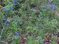 vignette Ceanothus Cynthia Postan au 22 04 10