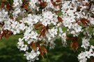 vignette Prunus jamasakura = P. serrulata var. spontanea