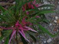 vignette Rhododendron Macrosepalum linearifolium au 22 04 10