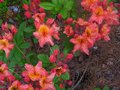 vignette Rhododendron He bien au 22 04 10