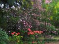 vignette Rhododendrons en bonne compagnie au 22 04 10