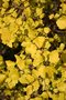 vignette Physocarpus opulifolius 'Dart's Gold'