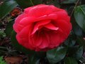 vignette Camellia japonica Coquettii au 22 04 10