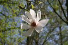 vignette Magnolia campbellii var. alba